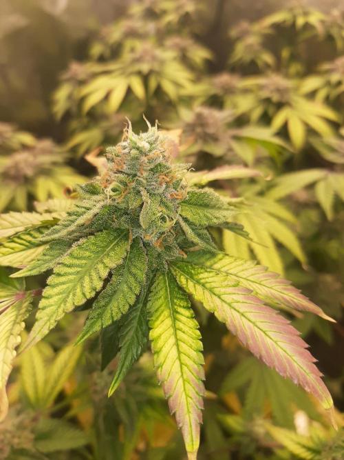 Clone race. Week 9 - Bakers Deligth