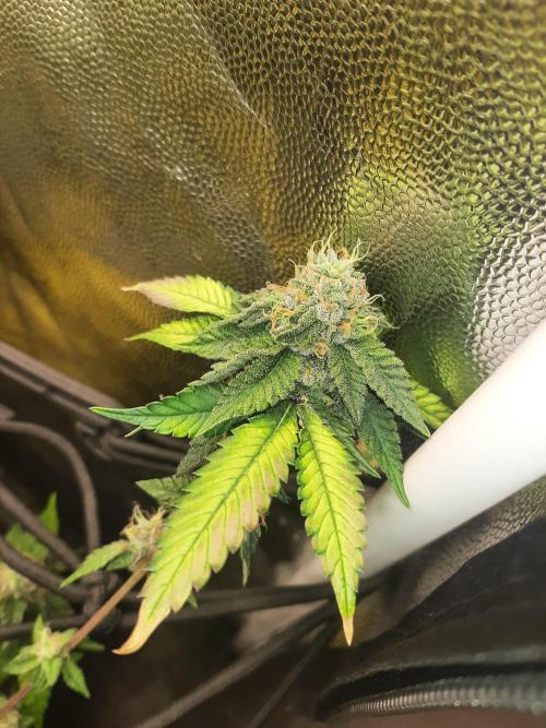 Clone race. Week 9 - Bakers Deligth