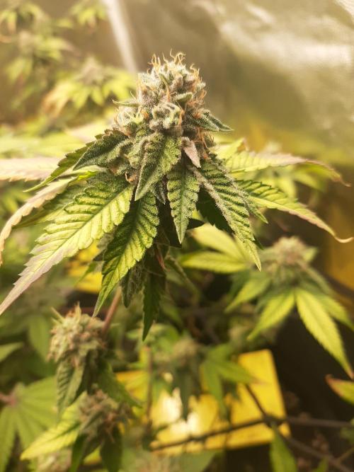 Clone race. Week 9 - Bakers Deligth