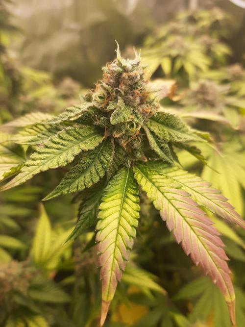 Clone race. Week 9 - Bakers Deligth