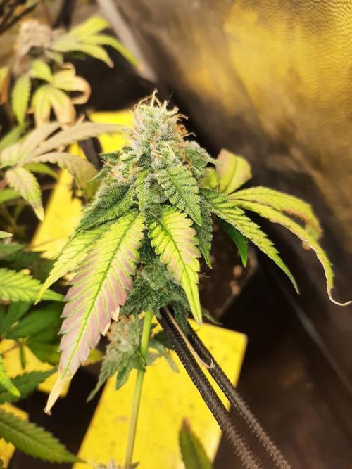 Clone race. Week 10 - Bakers Delight