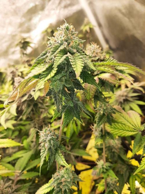 Clone race. Week 10 - Bakers Delight