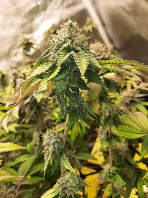 Clone race. Week 10 - Bakers Delight