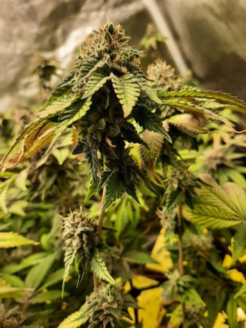 Clone race. Week 10 - Bakers Delight