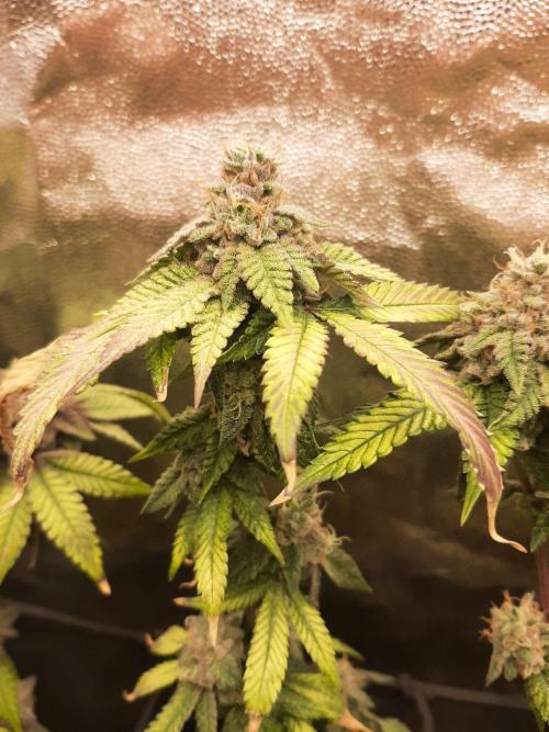 Clone race. Week 10 - Bakers Delight