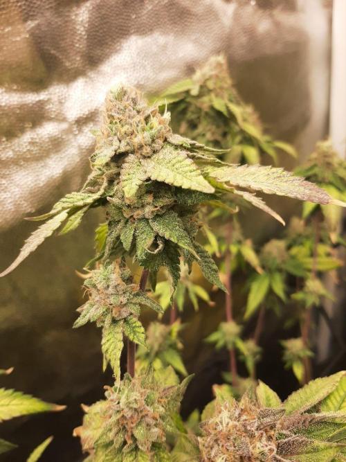 Clone race. Week 10 - Bakers Delight