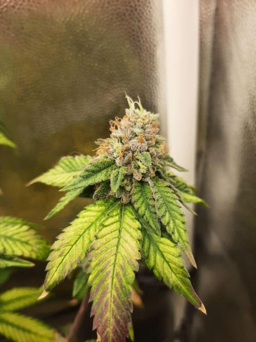 Clone race. Week 10 - Bakers Delight