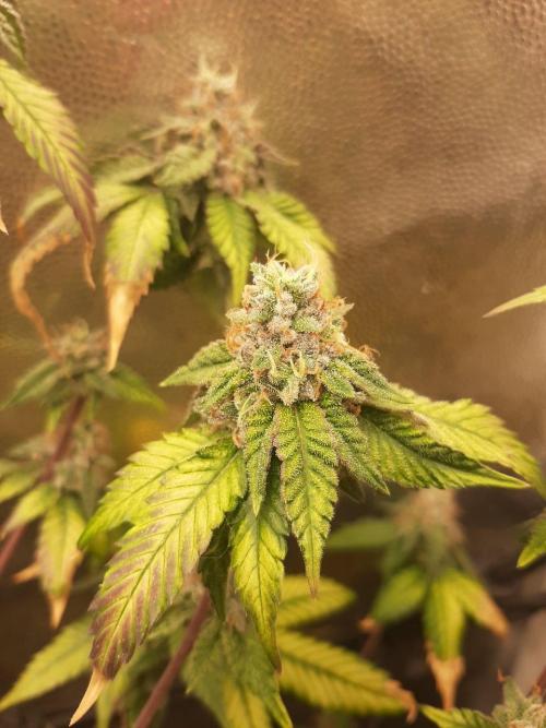 Clone race. Week 10 - Bakers Delight