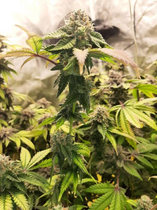 Clone race. Week 10 - Bakers Delight