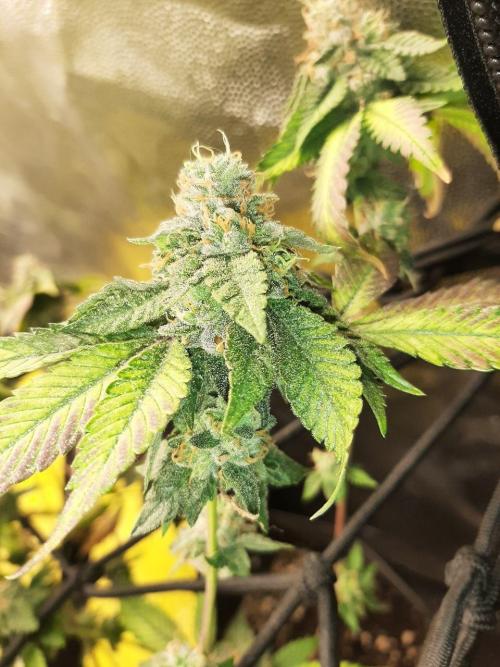 Clone race. Week 10 - Bakers Delight