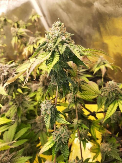 Clone race. Week 10 - Bakers Delight