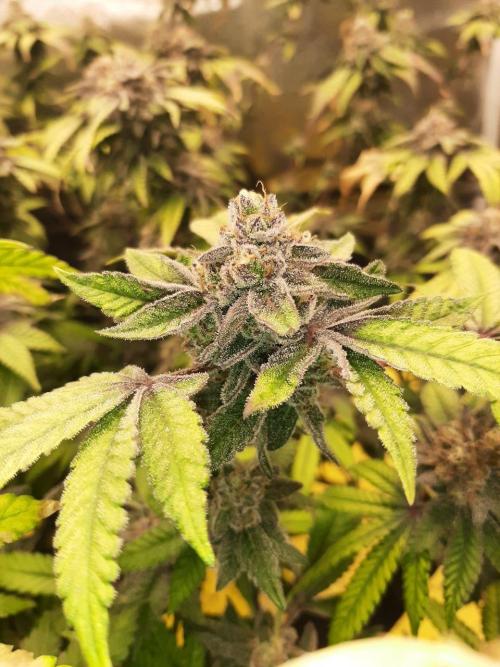 Clone race. Week 10 - Pure Glitter