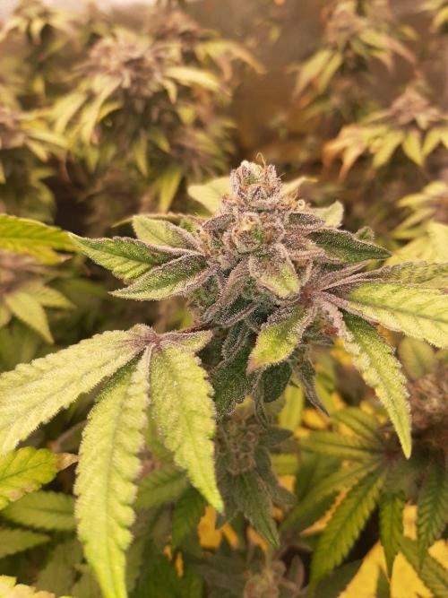 Clone race. Week 10 - Pure Glitter