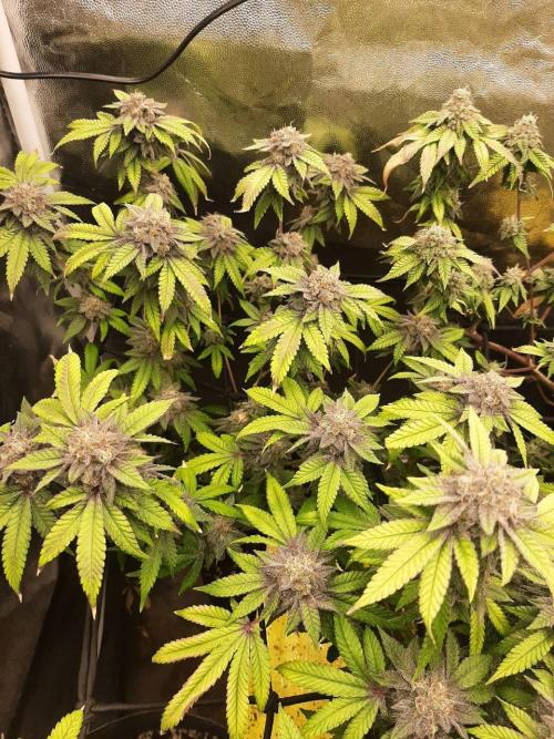 Clone race. Week 10 - Pure Glitter