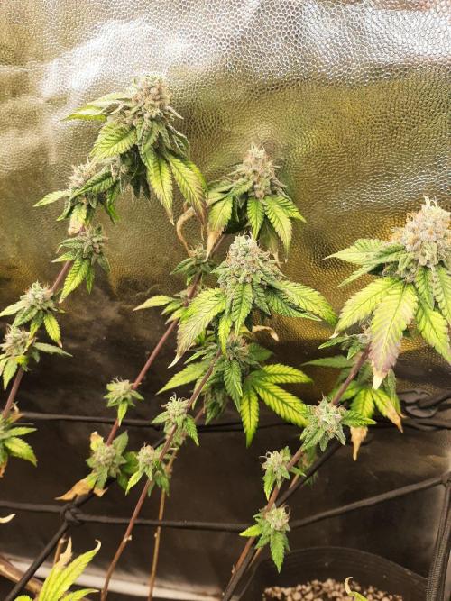 Clone race. Week 10 - Bakers Delight