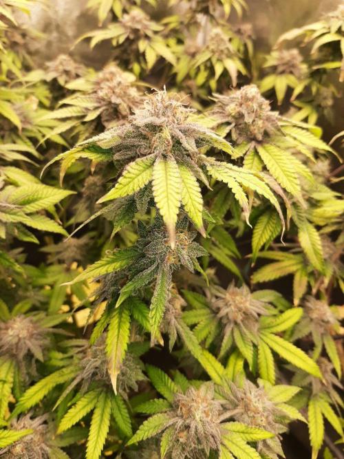 Clone race. Week 10 - Pure Glitter