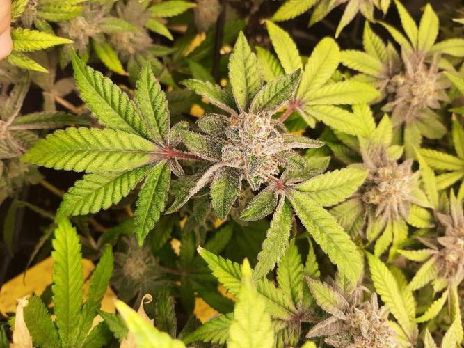 Clone race. Week 10 - Pure Glitter