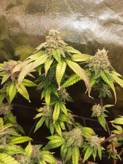 Clone race. Week 10 - Bakers Delight