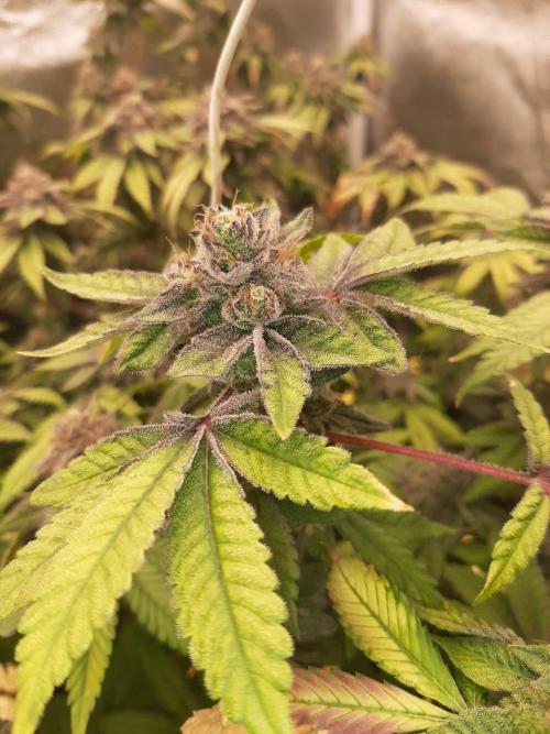 Clone race. Week 10 - Pure Glitter