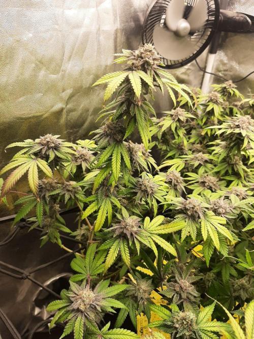 Clone race. Week 10 - Pure Glitter