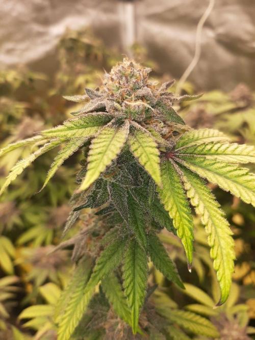 Clone race. Week 10 - Pure Glitter