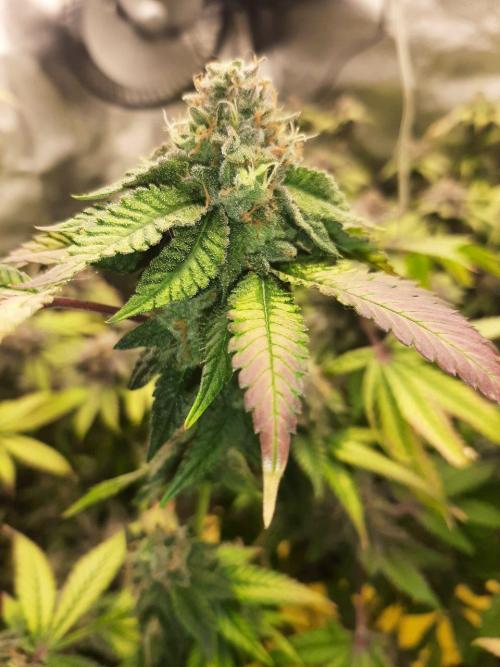 Clone race. Week 10 - Bakers Delight