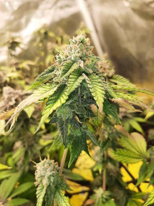 Clone race. Week 10 - Bakers Delight