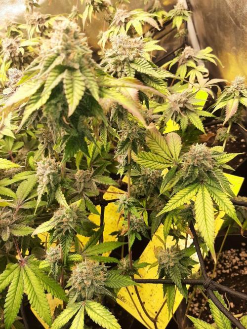 Clone race. Week 10 - Bakers Delight