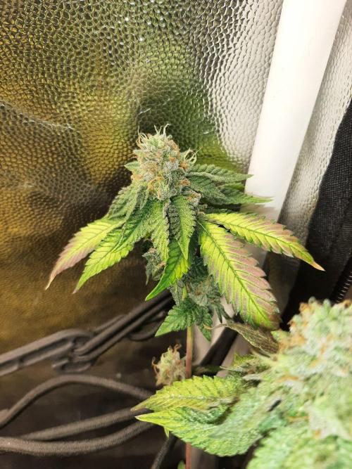 Clone race. Week 10 - Bakers Delight