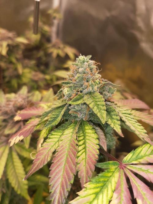 Clone race. Week 11
