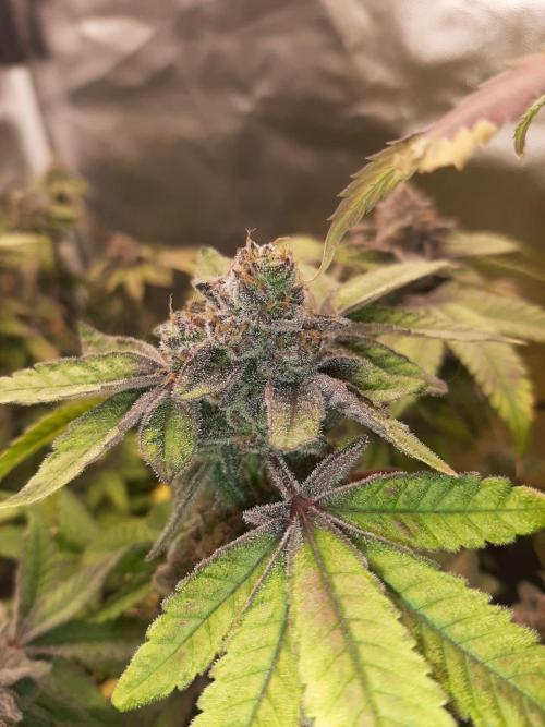 Clone race. Week 11