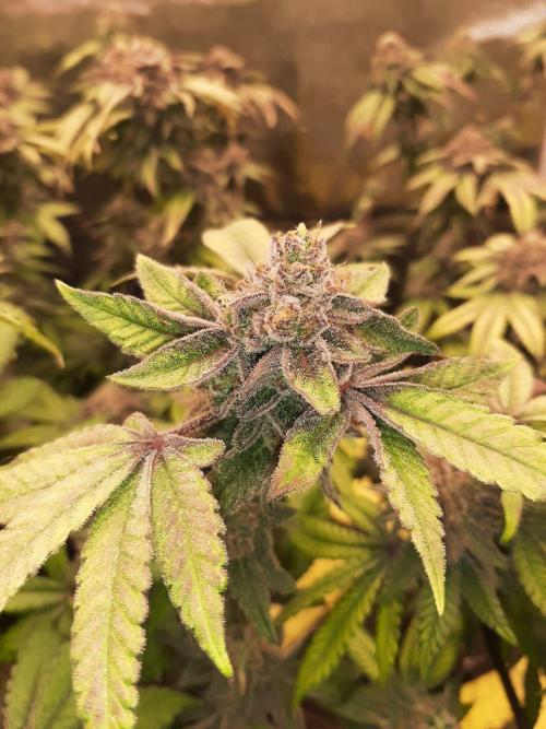 Clone race. Week 11