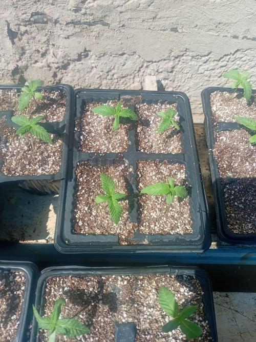bulkbudz
