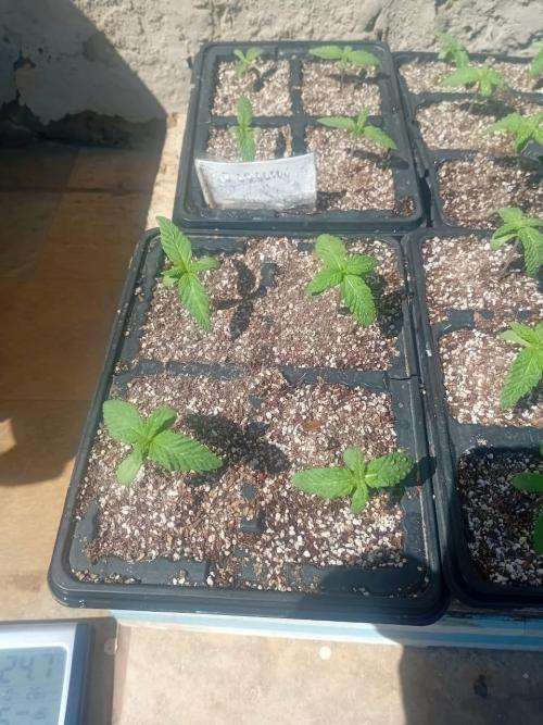 bulkbudz