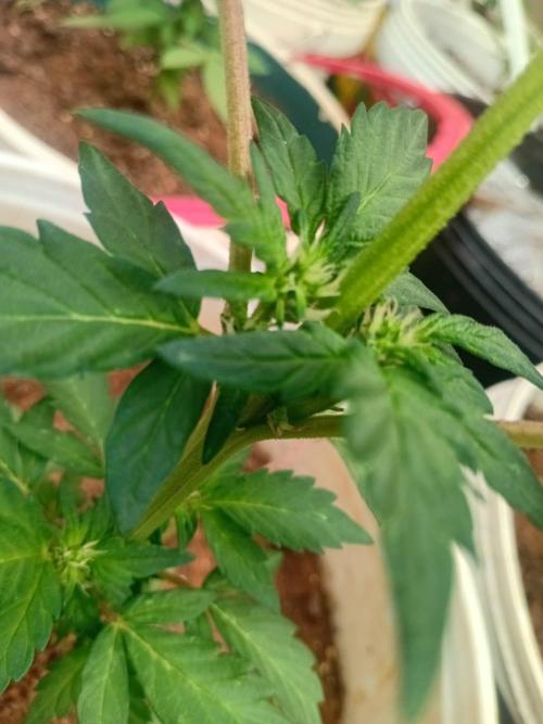 bulkbudz