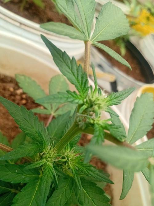 bulkbudz