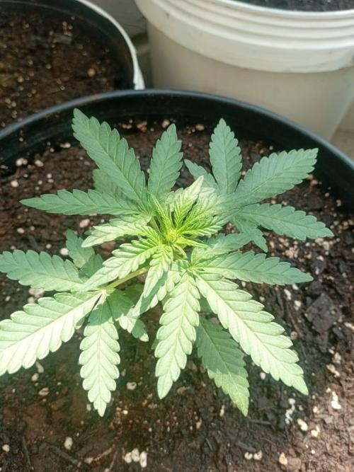 bulkbudz