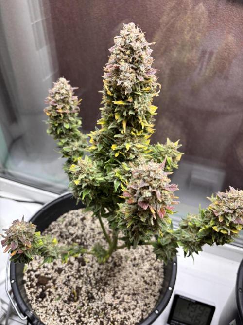 Auto papaya Zoap windowsill. Week 11