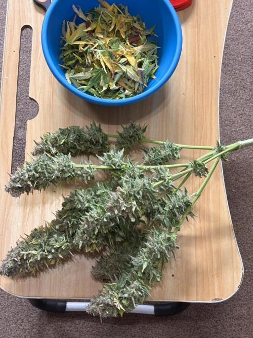 Auto papaya Zoap windowsill. Week 11