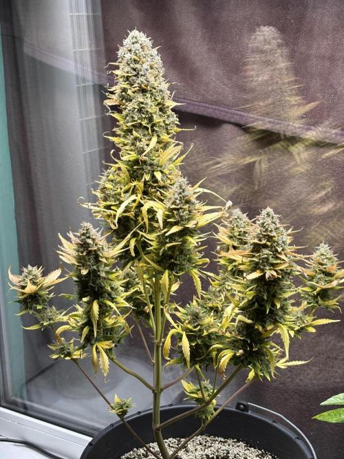 Auto papaya Zoap windowsill. Week 11