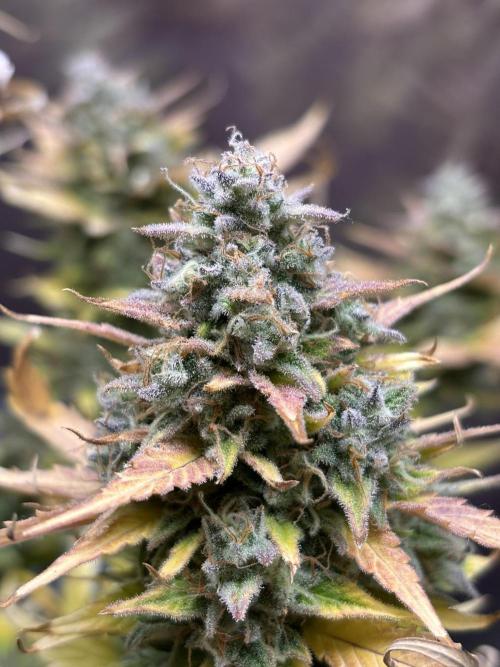 Auto papaya Zoap windowsill. Week 11