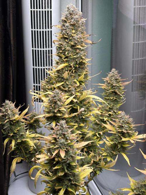 Auto papaya Zoap windowsill. Week 11