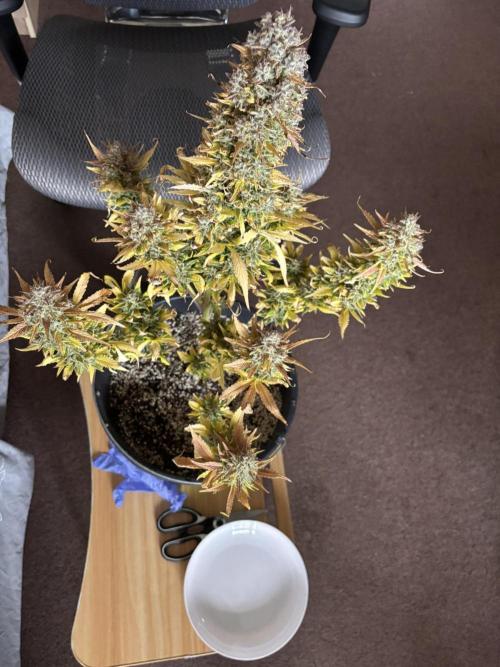 Auto papaya Zoap windowsill. Week 11