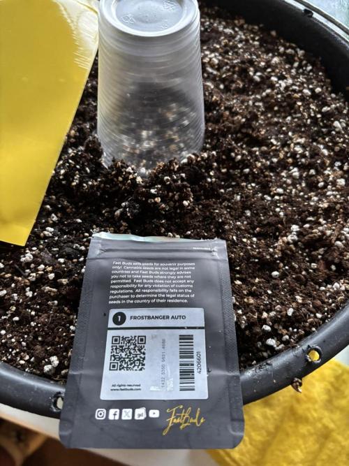 Banana Purple Punch Auto +1. Week 0