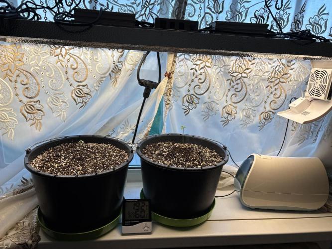Banana Purple Punch Auto +1. Week 1
