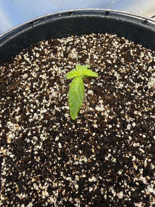 Banana Purple Punch Auto +1. Week 1