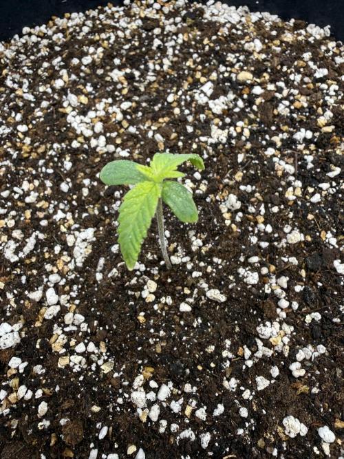 Banana Purple Punch Auto +1. Week 1