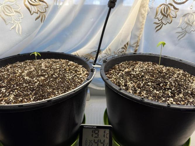 Banana Purple Punch Auto +1. Week 1