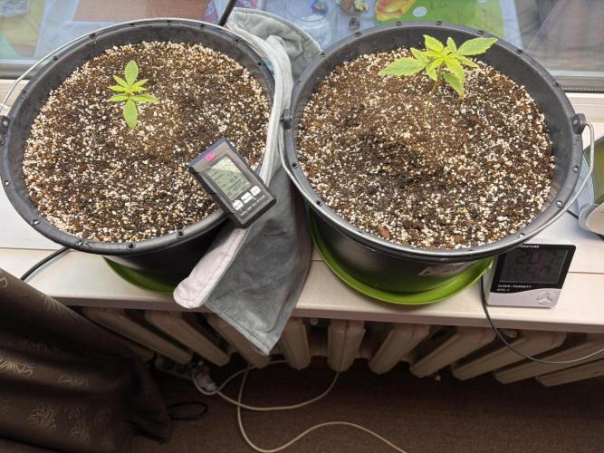 Banana Purple Punch Auto +1. Week 2