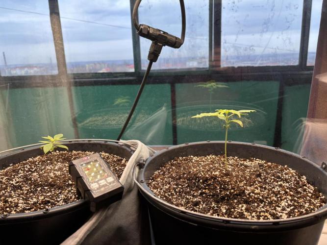 Banana Purple Punch Auto +1. Week 2
